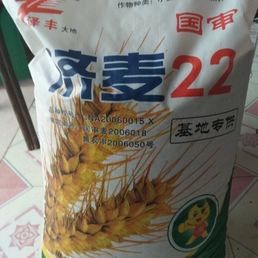 小麦种子