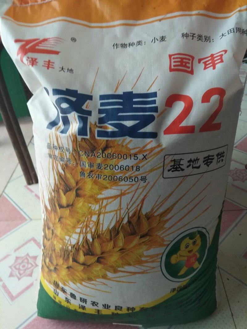 小麦种子