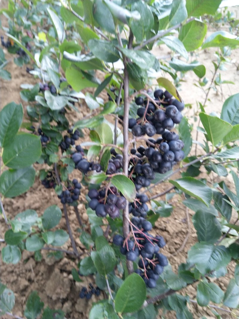 黑果花楸果实，提前预定价格优惠