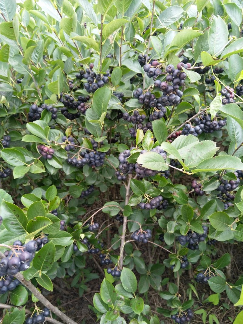 黑果花楸果实，提前预定价格优惠