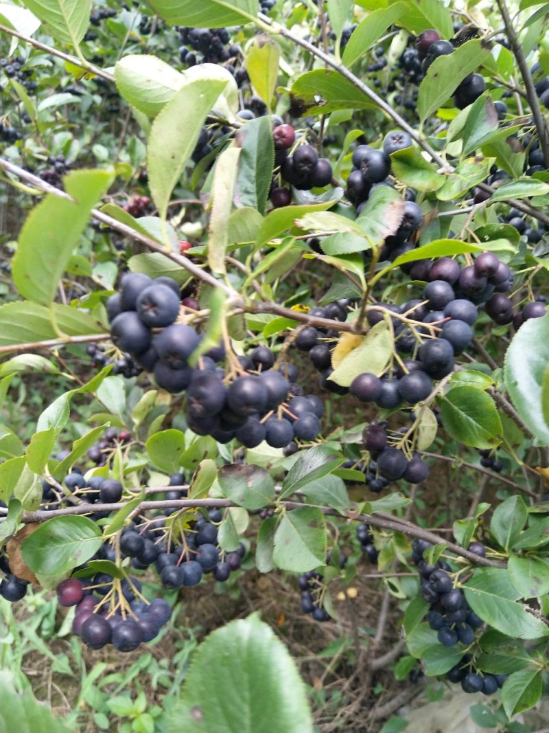 黑果花楸果实，提前预定价格优惠