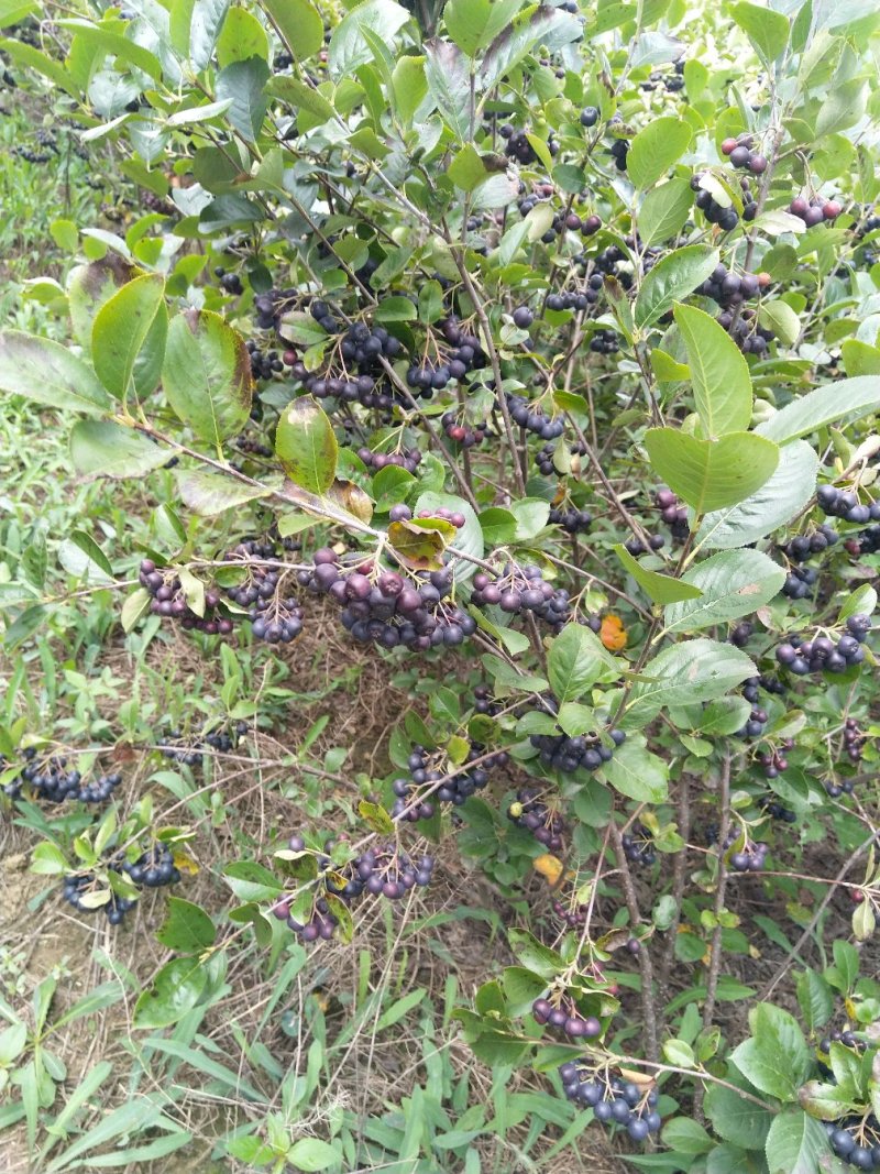 黑果花楸果实，提前预定价格优惠