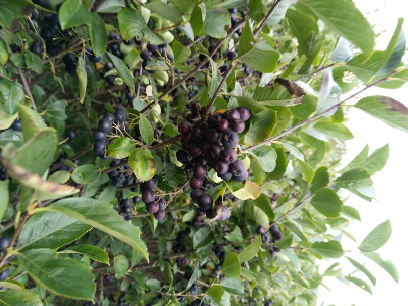 黑果花楸果实，提前预定价格优惠