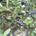 黑果花楸果实，提前预定价格优惠