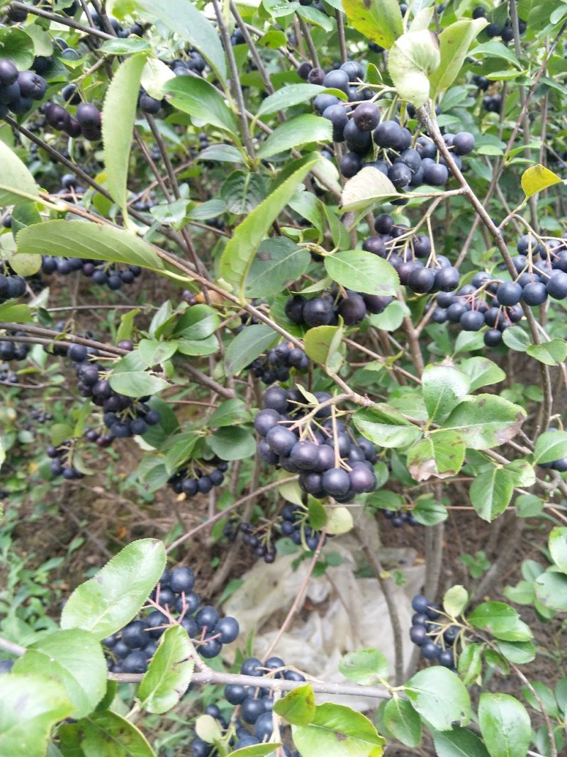 黑果花楸果实，提前预定价格优惠