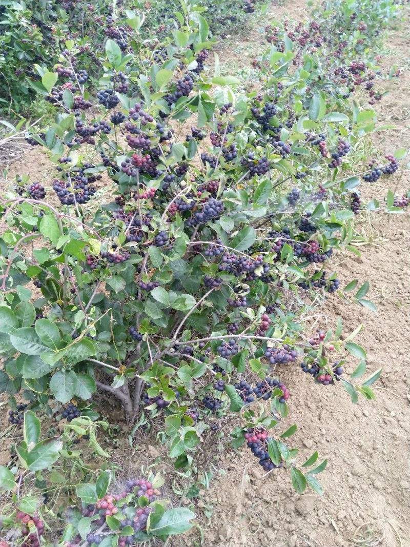 黑果花楸果实，提前预定价格优惠