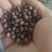 2019年新黑豆，豆芽专用