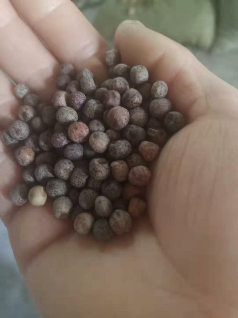 2019年新黑豆，豆芽专用