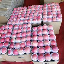 昭通苹果108纸袋果，新世纪纸袋果，已大量上市