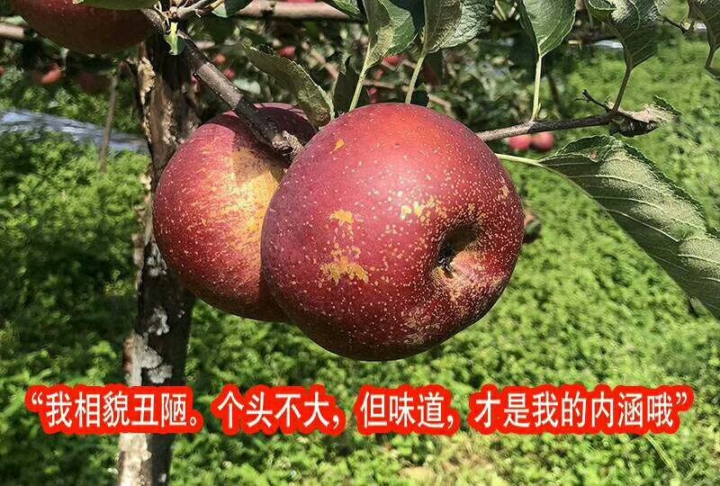 红将军2001首富1号苹果昭通冰糖心丑苹果红富士