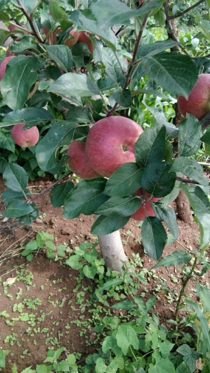 昭通红富士冰糖心丑苹果系列都有108苹果