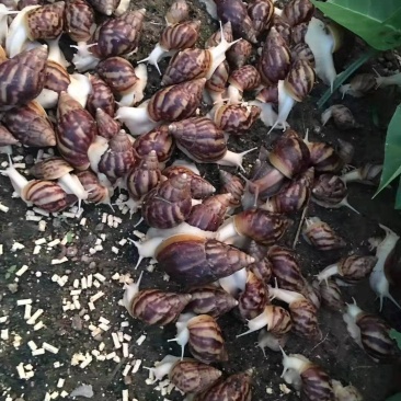白玉蜗牛。