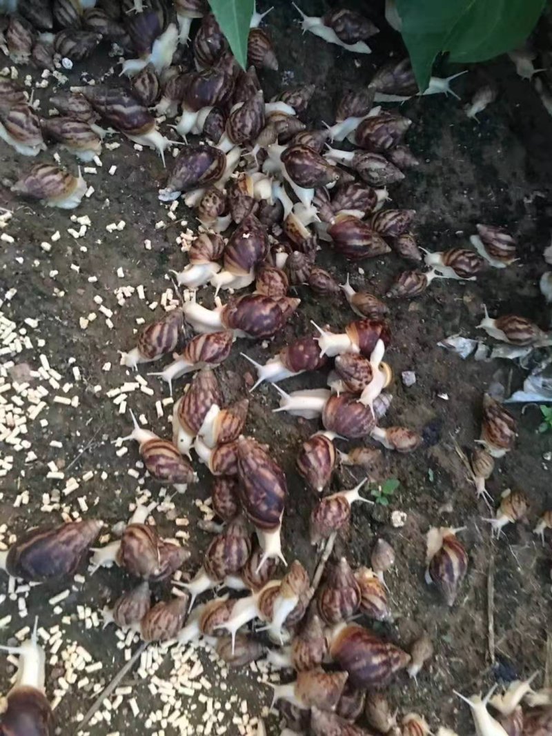 白玉蜗牛。