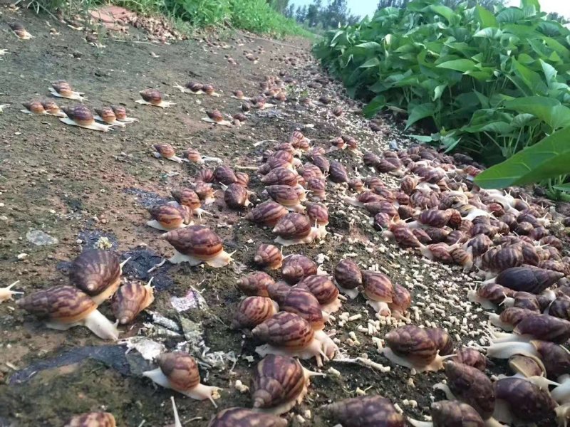 白玉蜗牛。