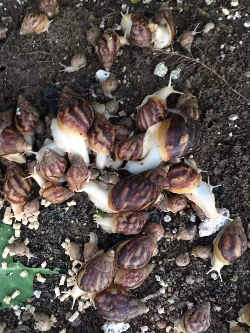 白玉蜗牛。