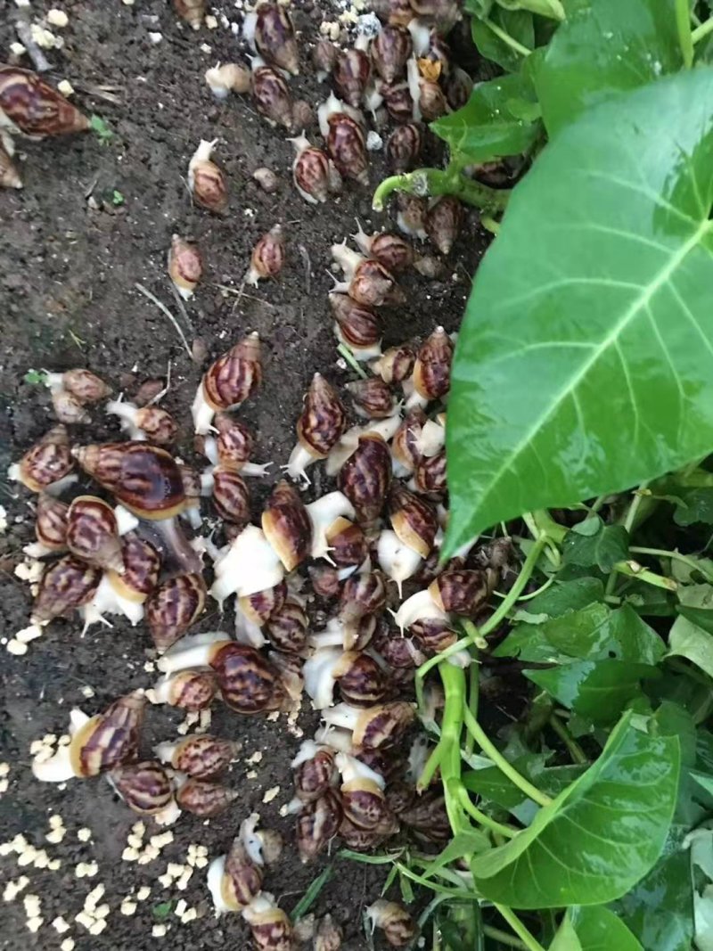 白玉蜗牛。