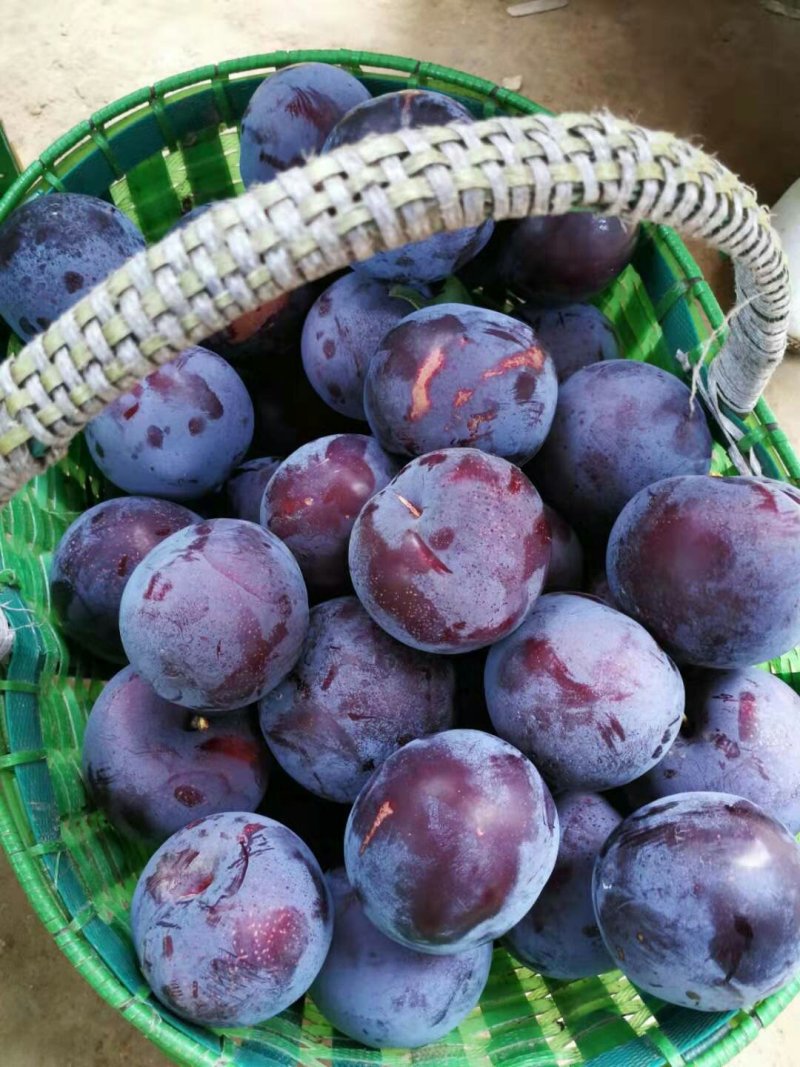 杏李风味玫瑰当年挂果基地直发