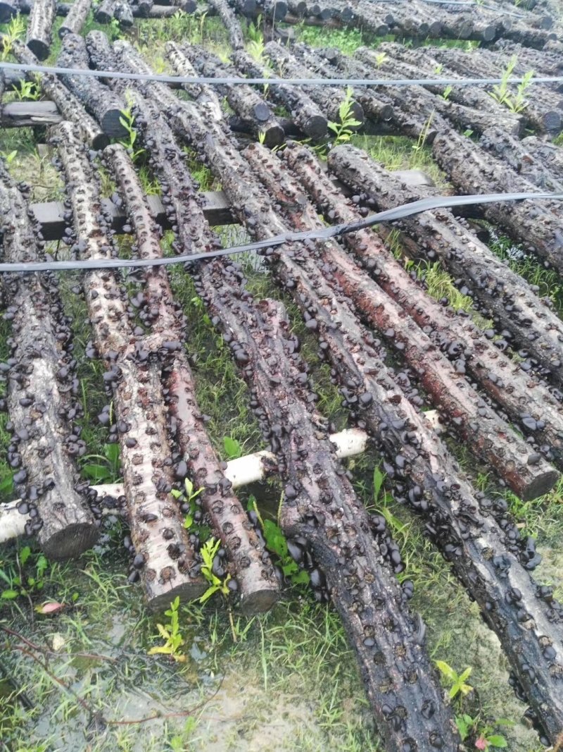 黑木耳特级柞木秋木耳一斤起卖包邮产地直供当天发货