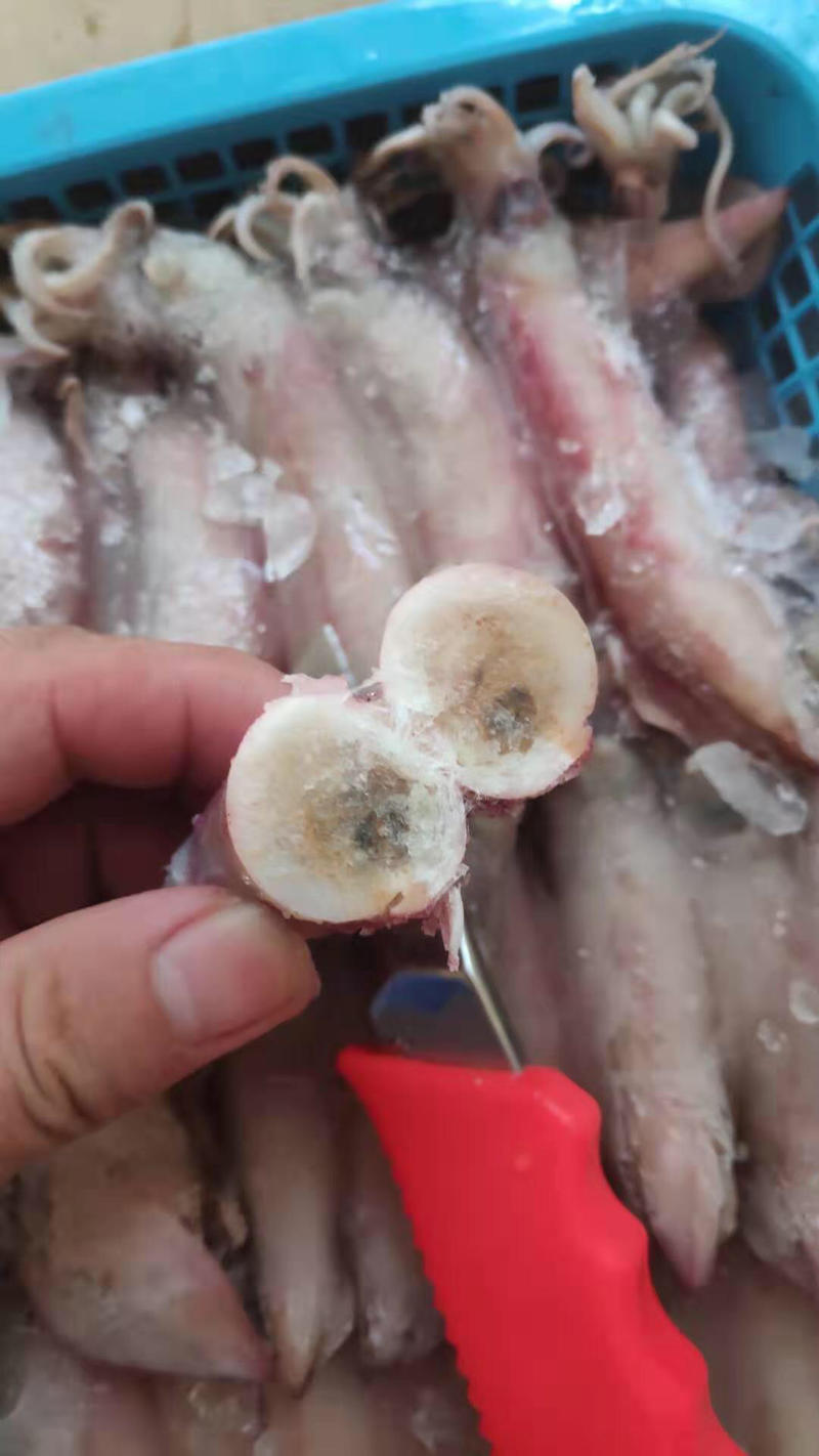 冷冻羔鱿鱼带籽海兔子熟冻鱼籽乌贼笔管带籽羔尤10斤/件