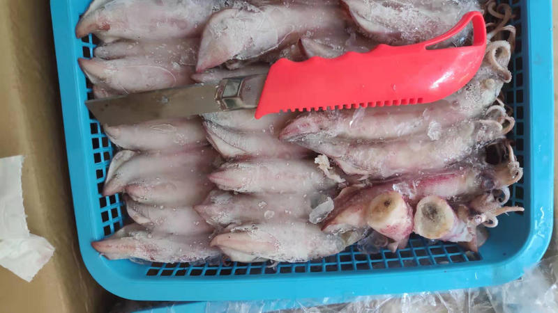 冷冻羔鱿鱼带籽海兔子熟冻鱼籽乌贼笔管带籽羔尤10斤/件