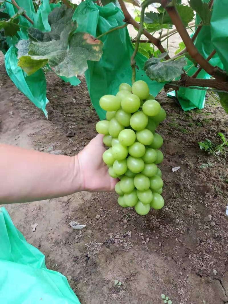 阳光玫瑰，精品晴王葡萄。我们这里是万亩葡萄种植基地。