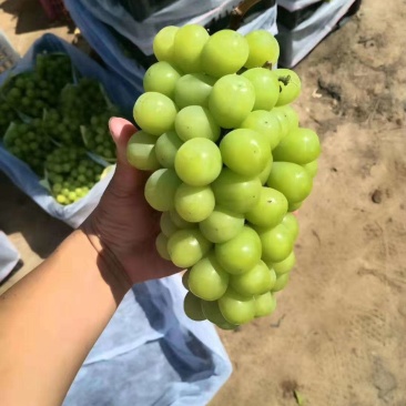 阳光玫瑰，精品晴王葡萄。我们这里是万亩葡萄种植基地。