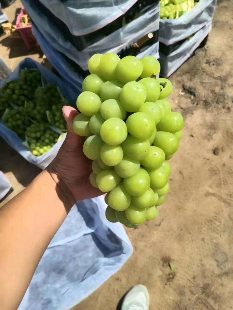 阳光玫瑰，精品晴王葡萄。我们这里是万亩葡萄种植基地。