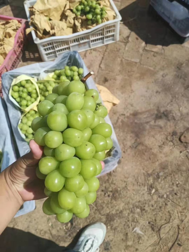 阳光玫瑰，精品晴王葡萄。我们这里是万亩葡萄种植基地。