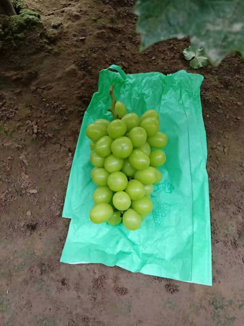 阳光玫瑰，精品晴王葡萄。我们这里是万亩葡萄种植基地。
