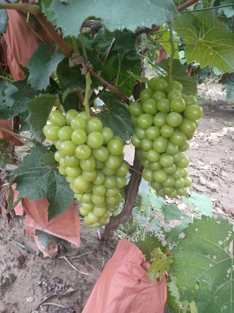 阳光玫瑰，精品晴王葡萄。我们这里是万亩葡萄种植基地。