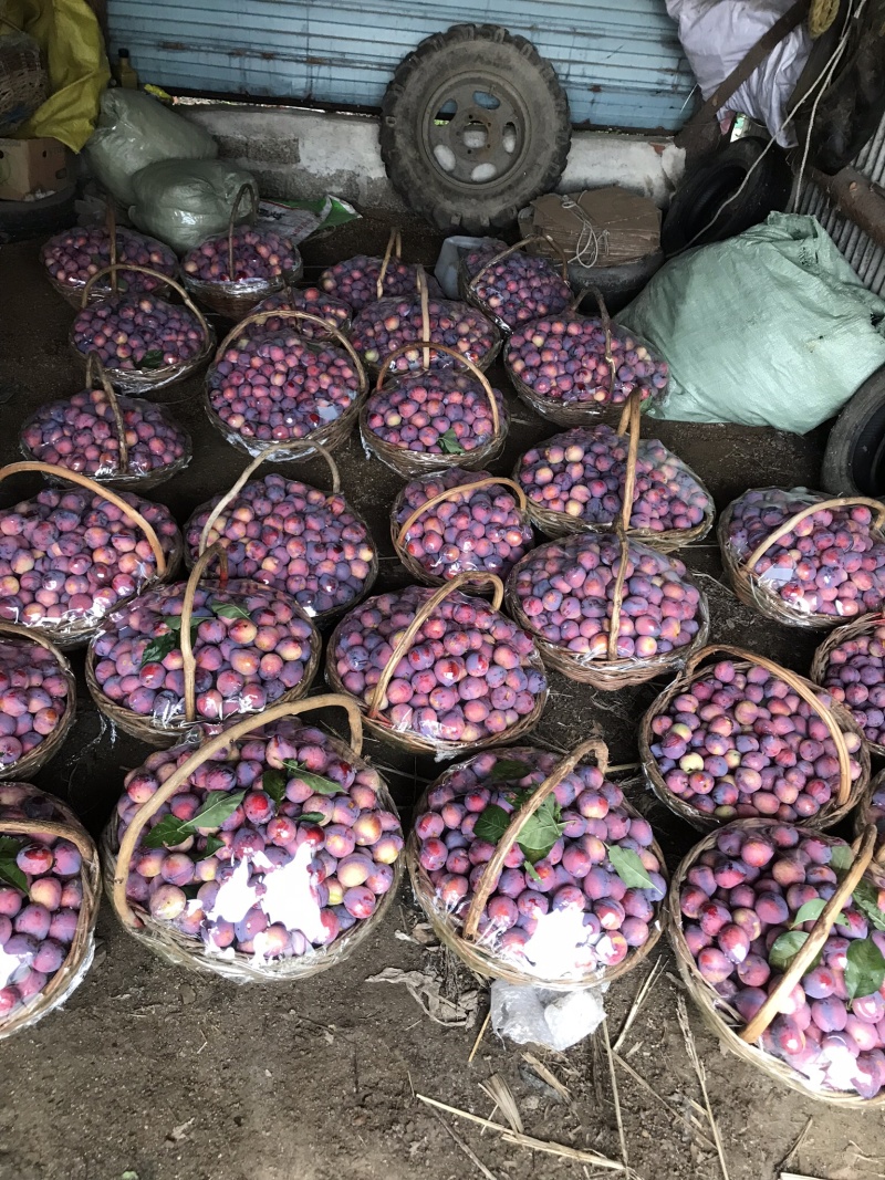 吉胜桃李