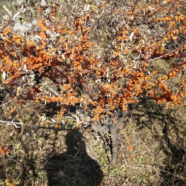 野生沙棘果