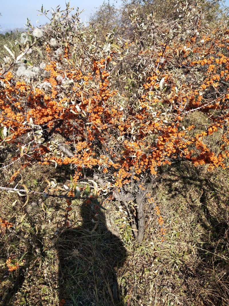 野生沙棘果