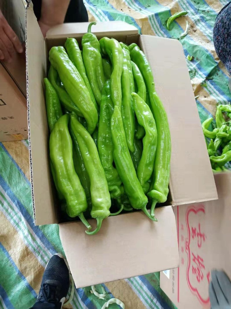 【实力商家】产地直发【质量上乘】价格合理【精品尖椒】尖椒