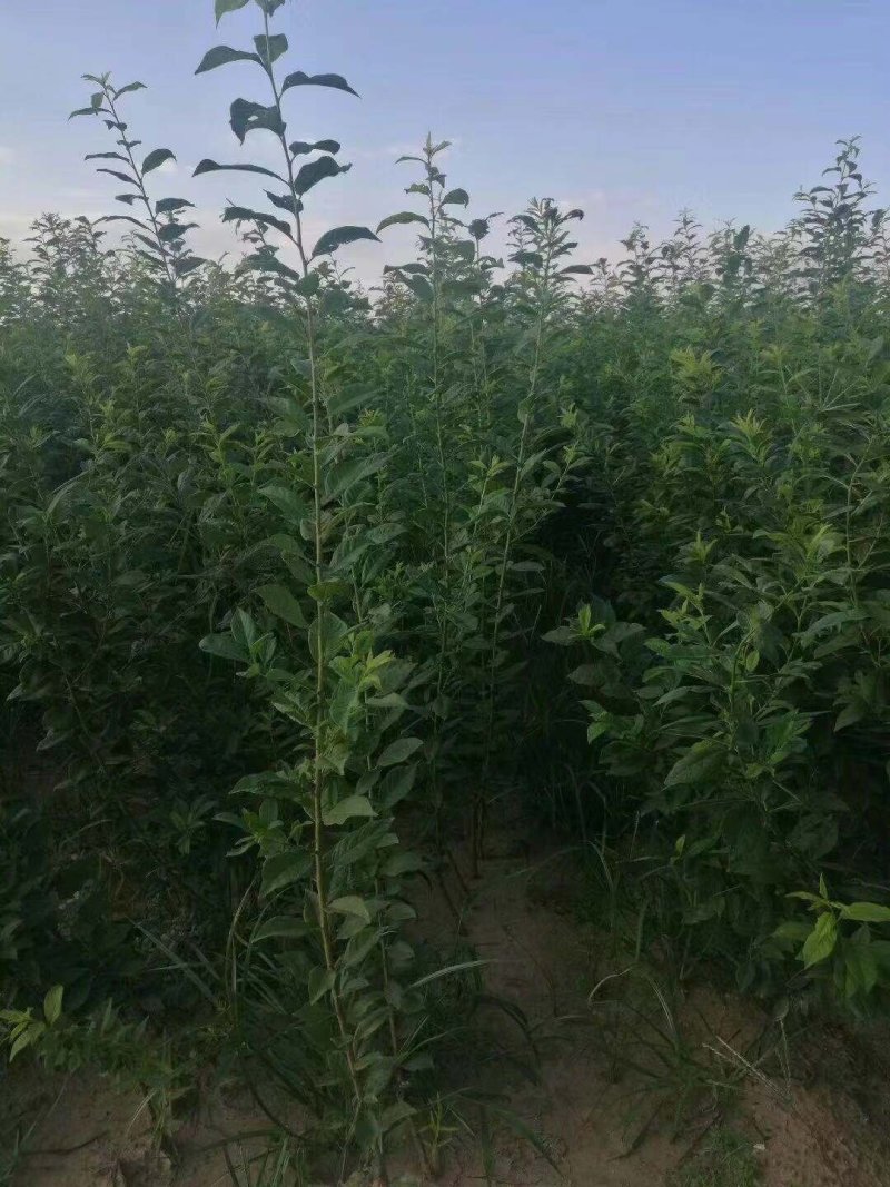 西梅树苗