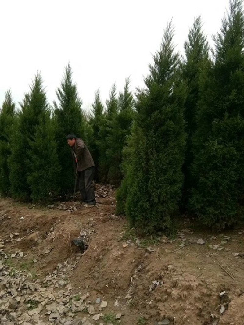 塔柏出售1米5至2米塔柏价格规格齐全，欢迎来电咨询