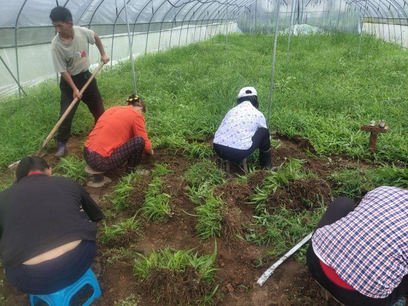大别山紫花三叉白芨苗