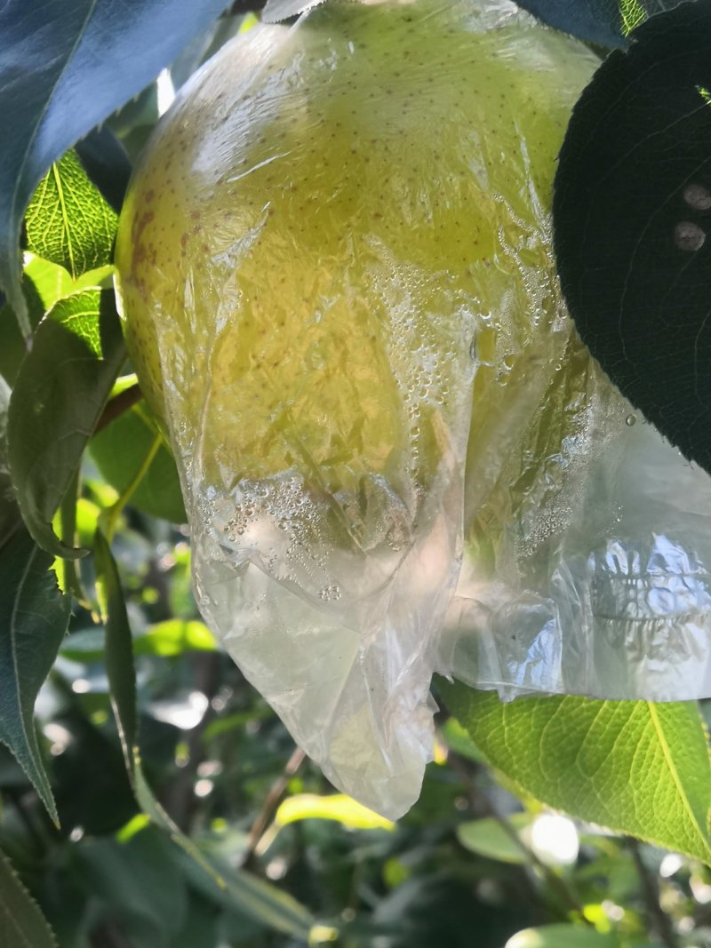 梨阳信梨皇冠梨早酥梨