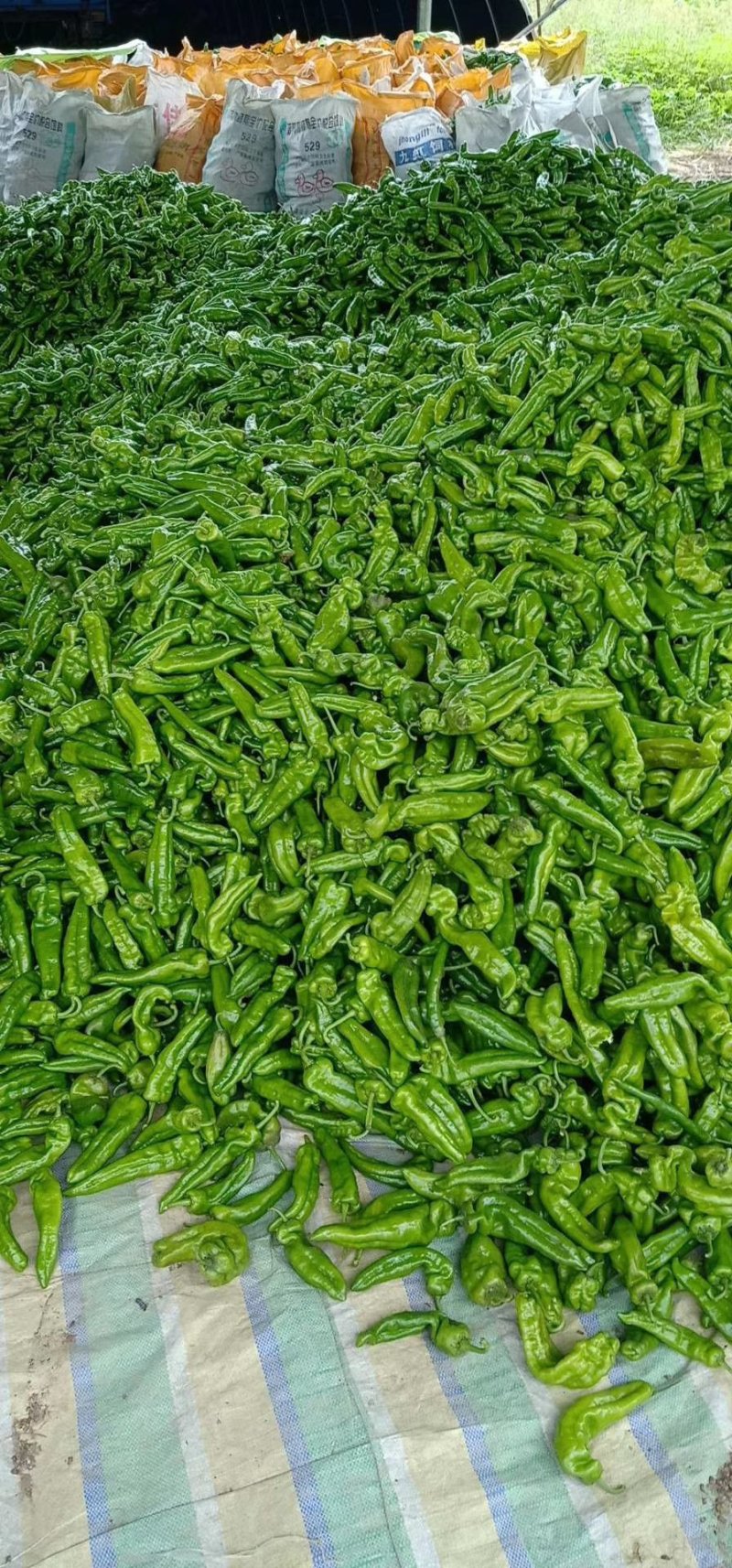 【热卖】夏邑大棚鲜辣椒301辣椒，现摘现发，供应全国市场