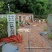 黑斑蛙苗（蝌蚪）