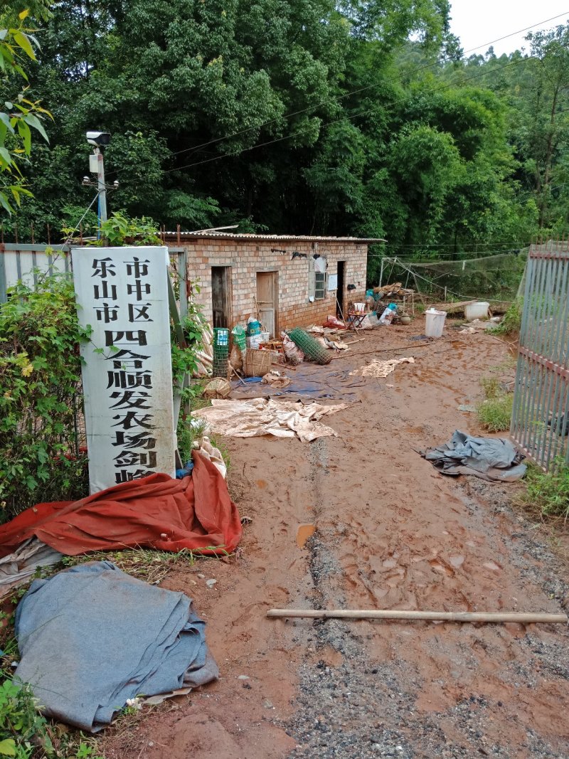 黑斑蛙苗（蝌蚪）
