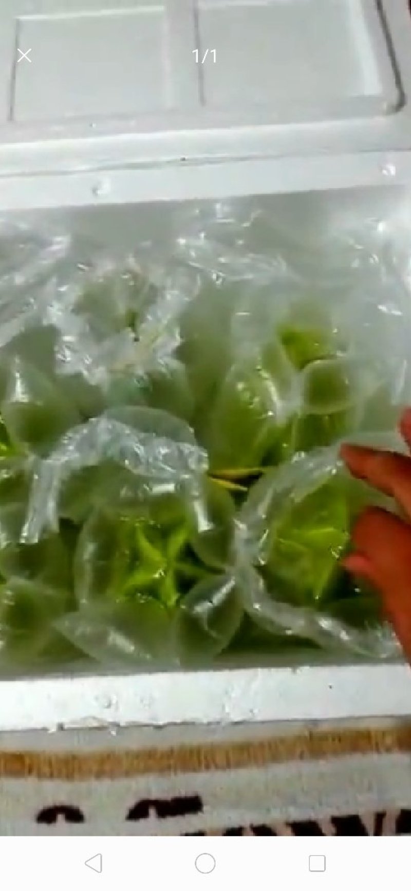 台湾香蜜杨桃