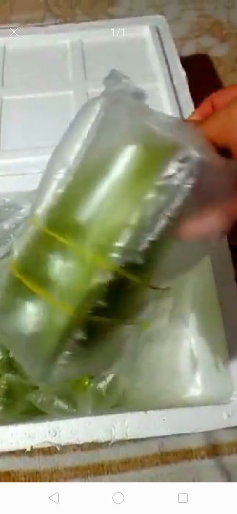 台湾香蜜杨桃