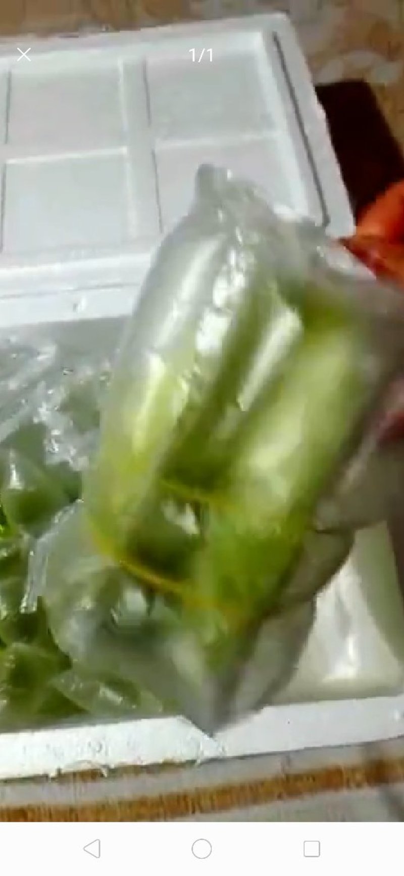 台湾香蜜杨桃