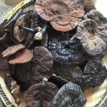 纯野，紫灵芝，新货上市，品质好，香味浓郁