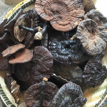 纯野，紫灵芝，新货上市，品质好，香味浓郁