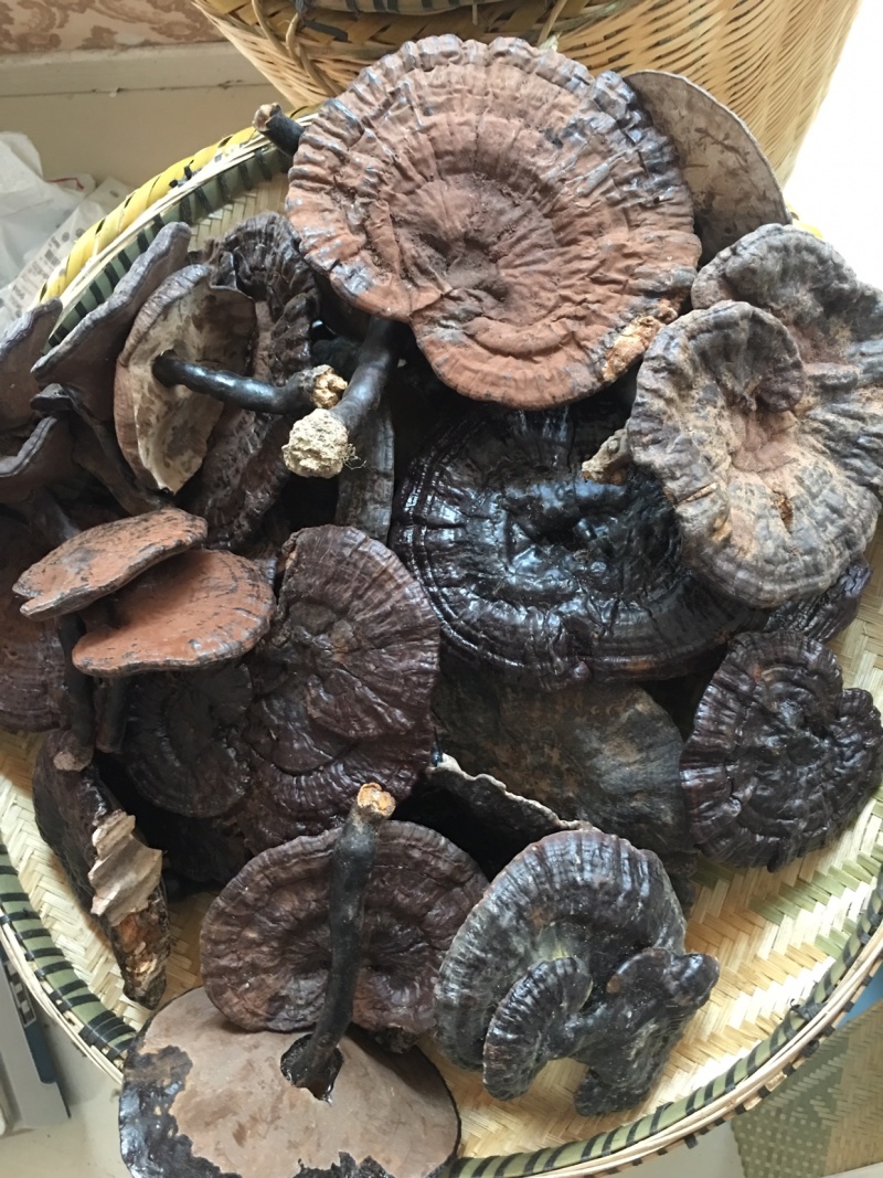 纯野，紫灵芝，新货上市，品质好，香味浓郁