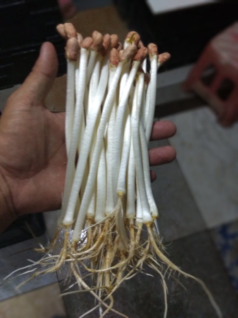 AAAA广东省中山市惠众食品无土栽培花生芽