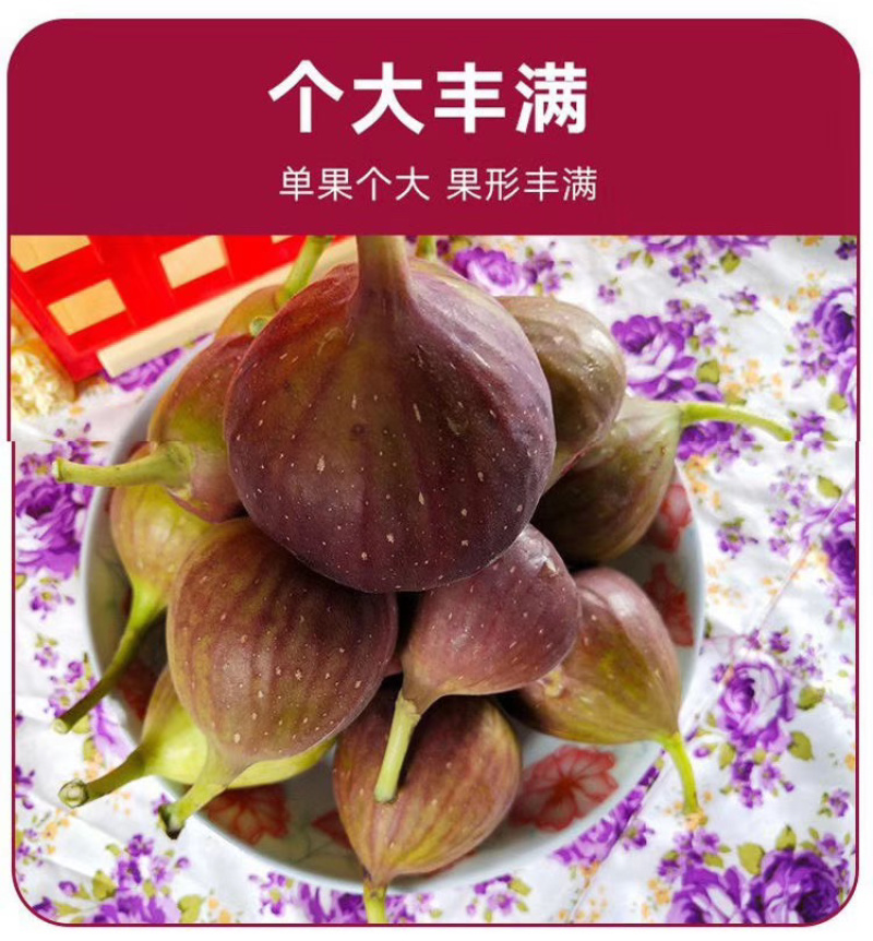 无花果：接受反季节预订