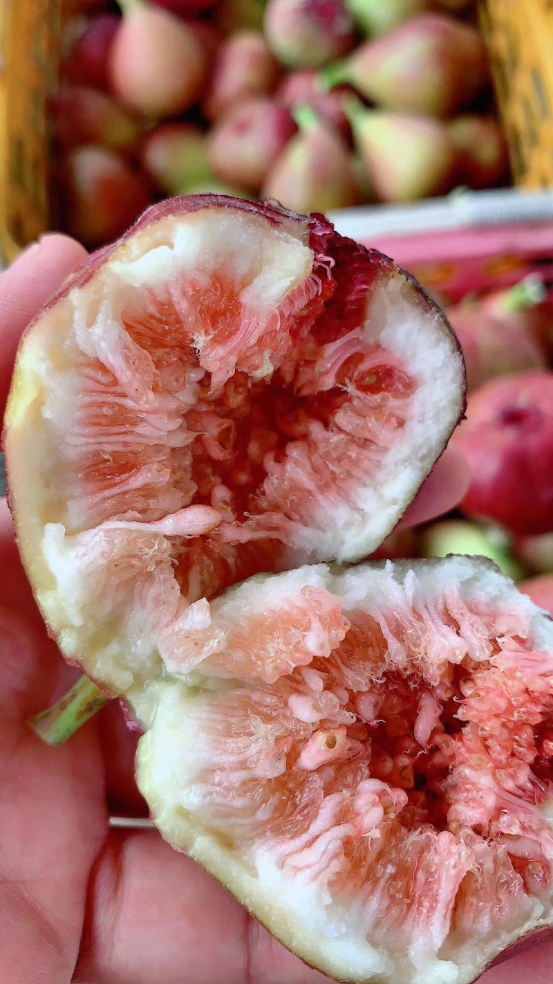 无花果：接受反季节预订